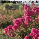 lilas des indes