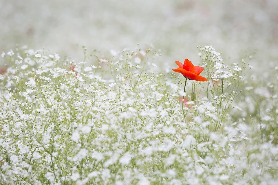 Tout sur l’entretien de la gypsophile