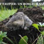 rat taupier