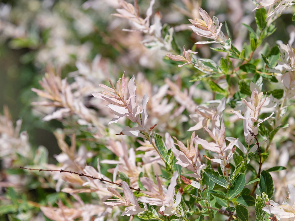 Comment entretenir un saule crevette sur tige ?