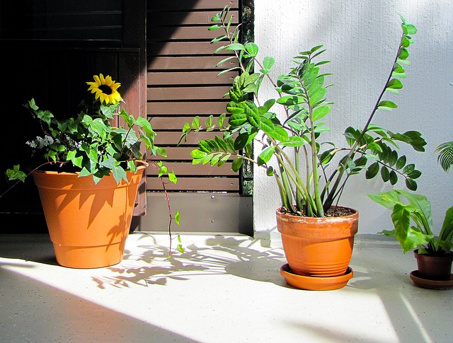 zamioculas en pot