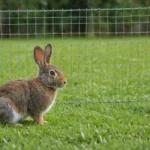quel grillage pour lapin