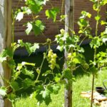 créer son vin