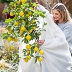 voile d'hivernage citronnier