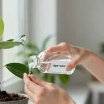 eau sucrée plante