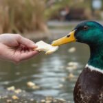 quel aliment ne pas donner a un canard